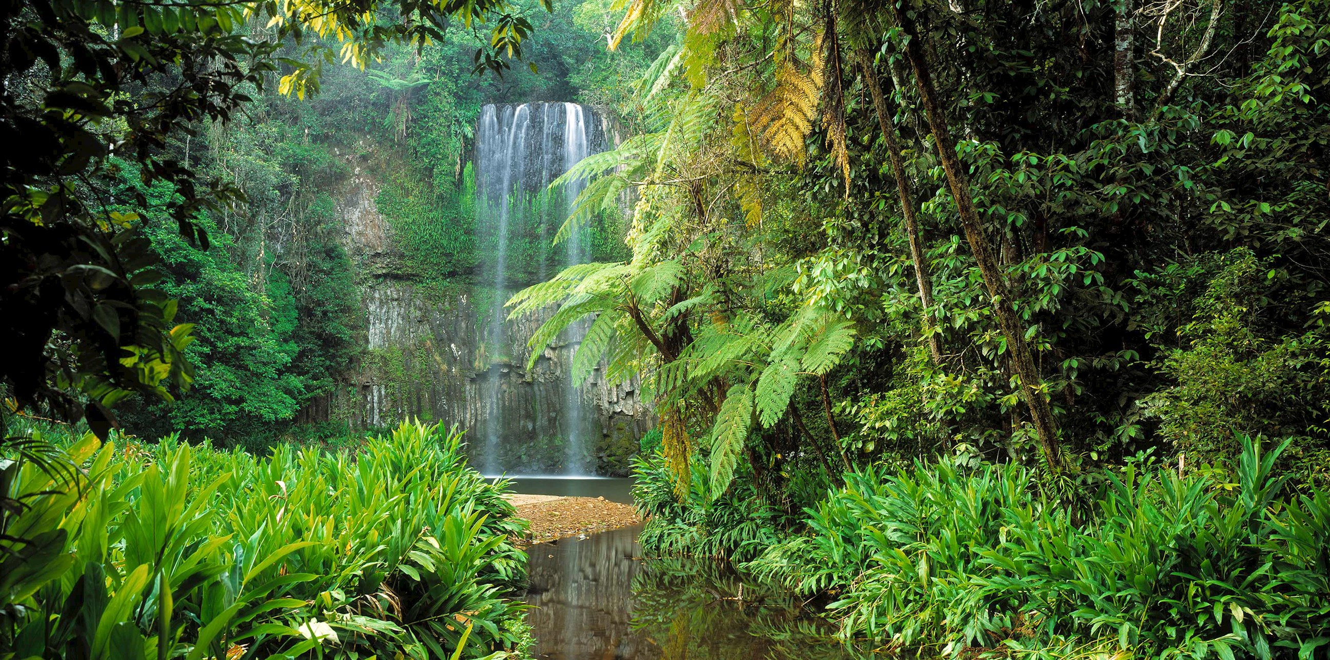 rainforest-cairns-australia.jpg