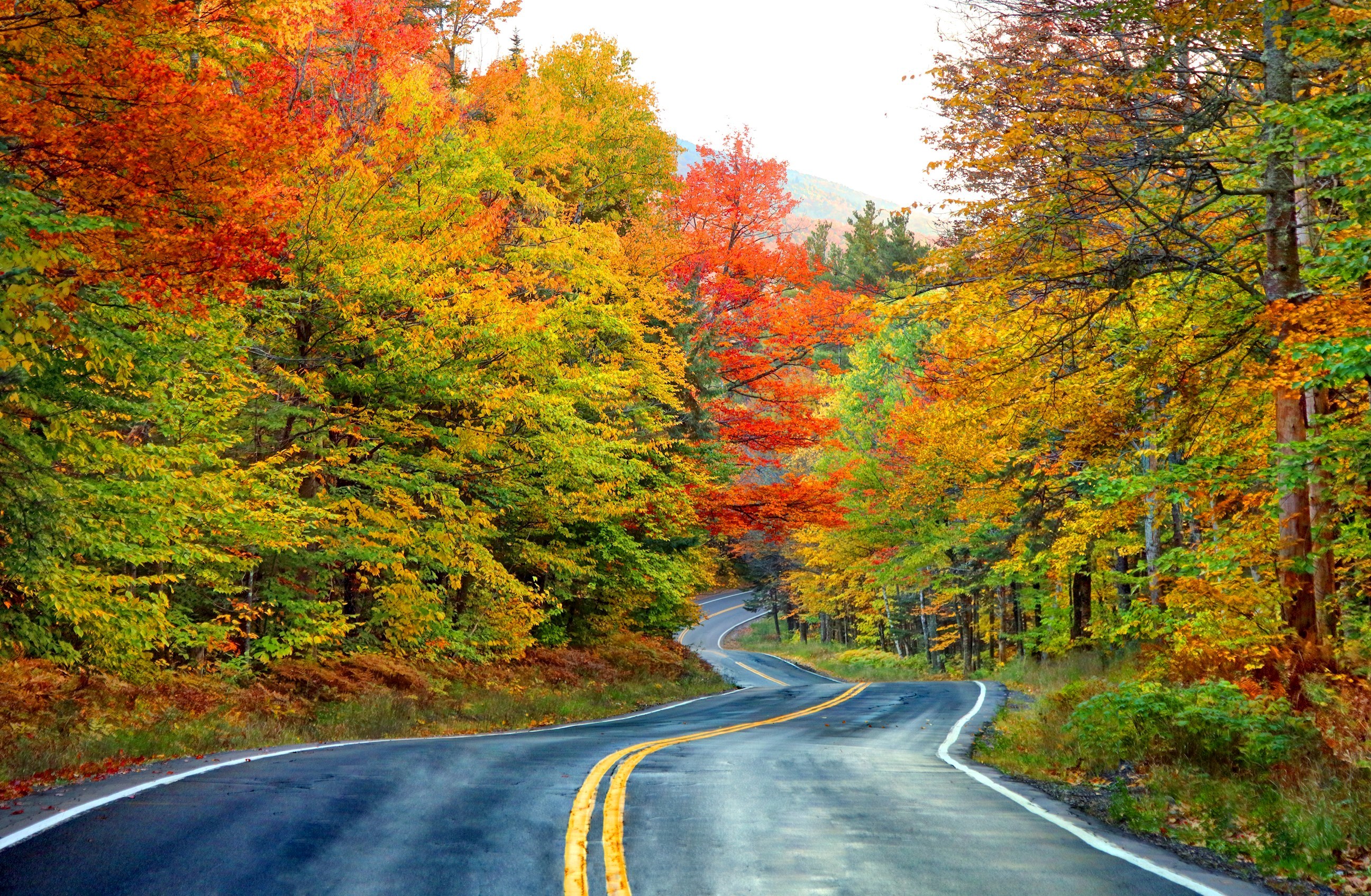 autumn-colours-white-mountain-usa.jpg