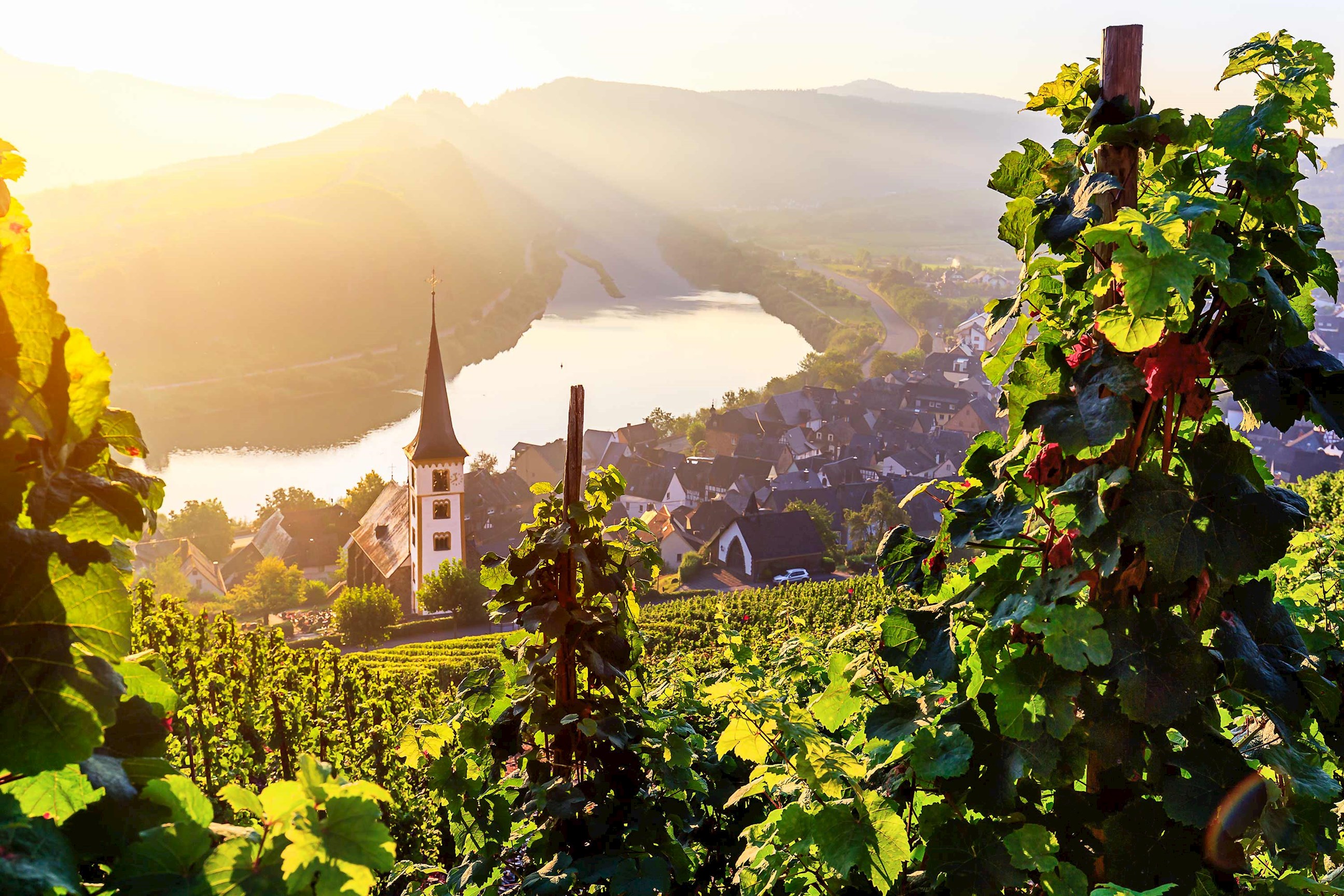 vineyard-rhine-valley-germany.jpg
