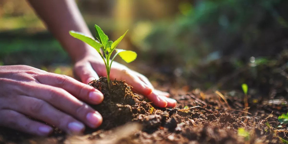 Large People Preparing To Grow A Small Tree With Soil In The Garden 1198078044