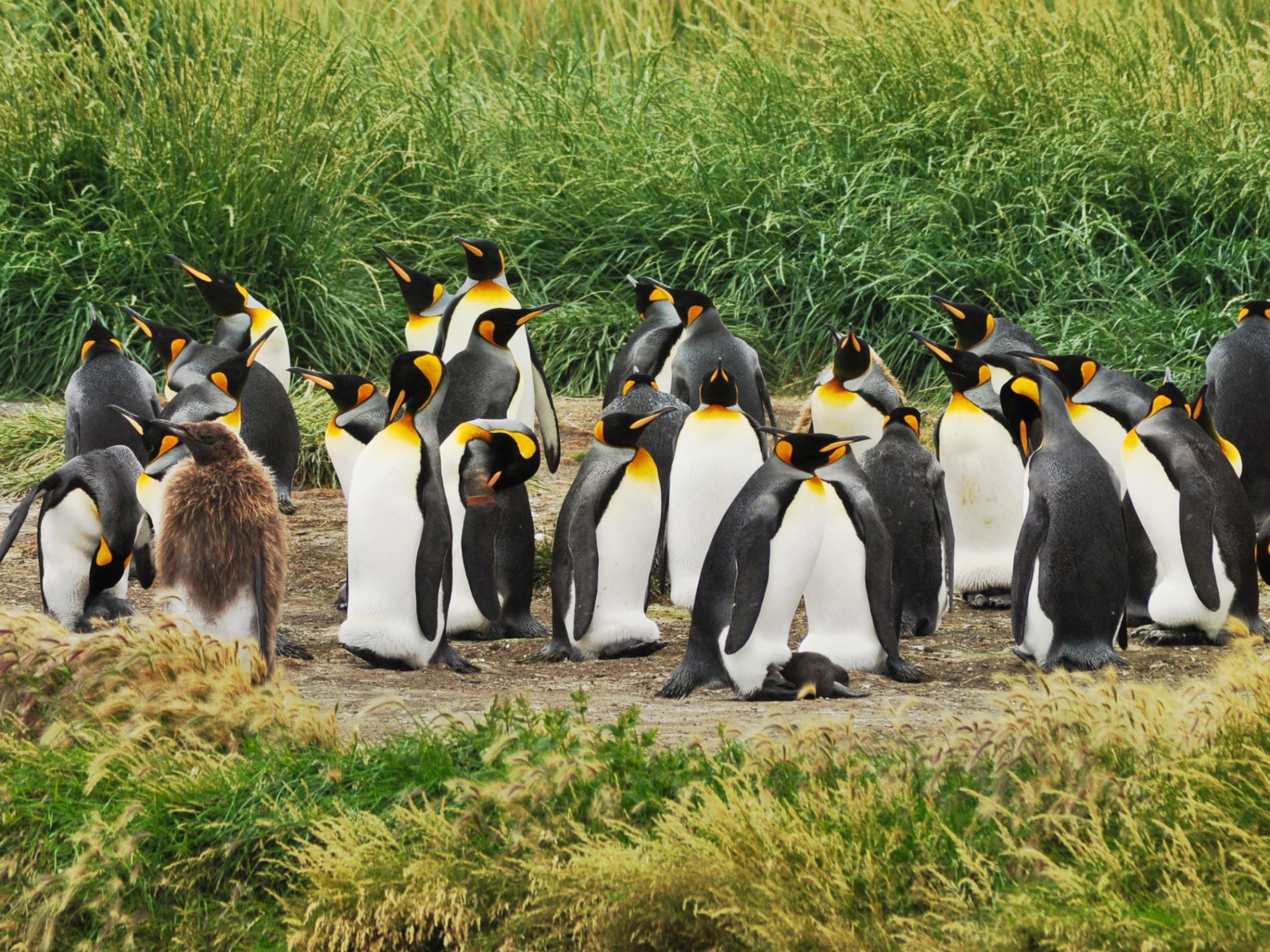 Penguins on Tierra Del Fuego in Chile 