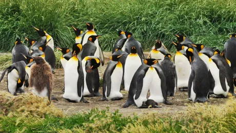 Penguins on Tierra Del Fuego in Chile
