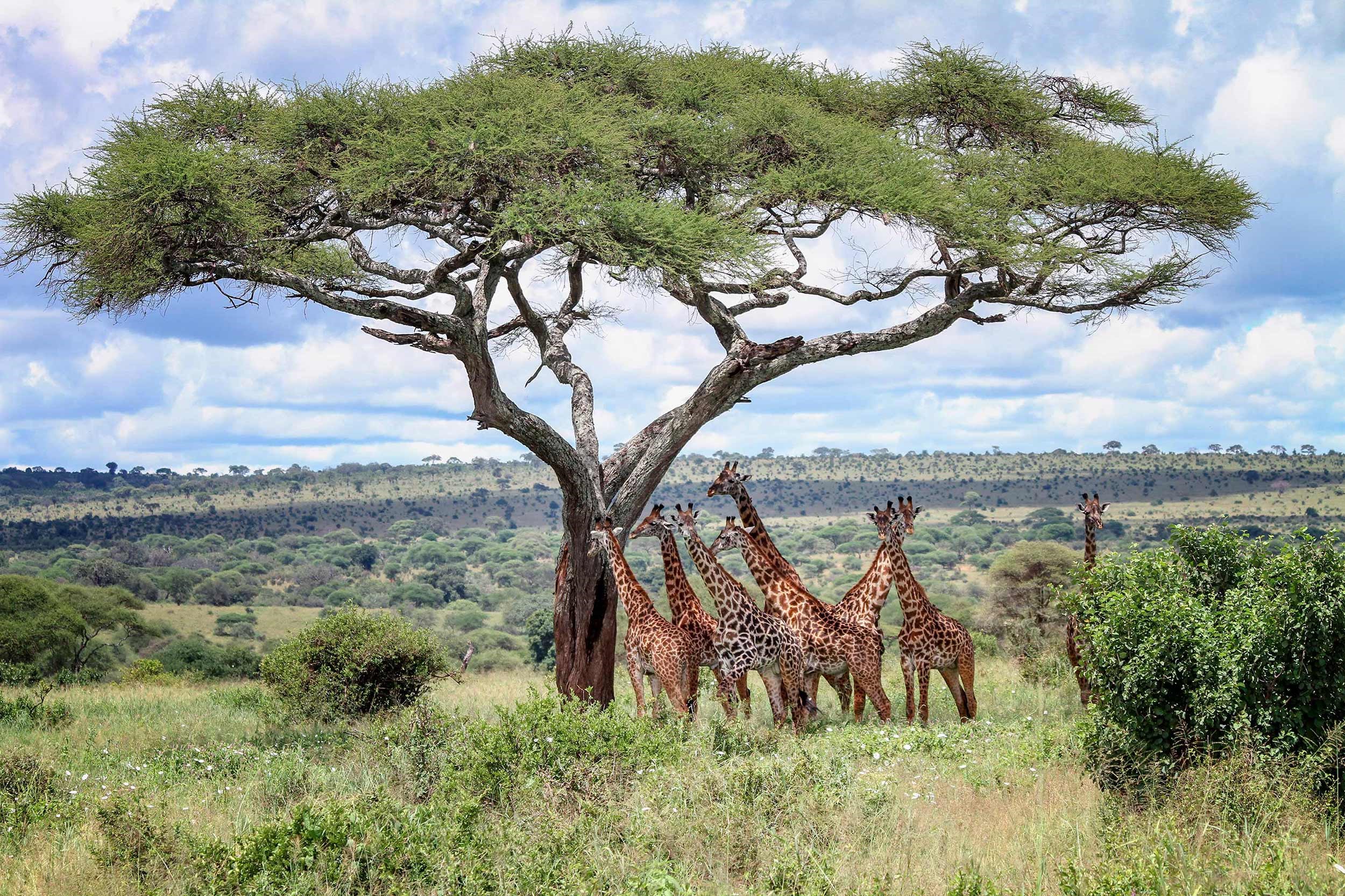 A group of giraffes near a tree in east Africa