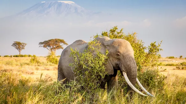 Elephant in front of mountain