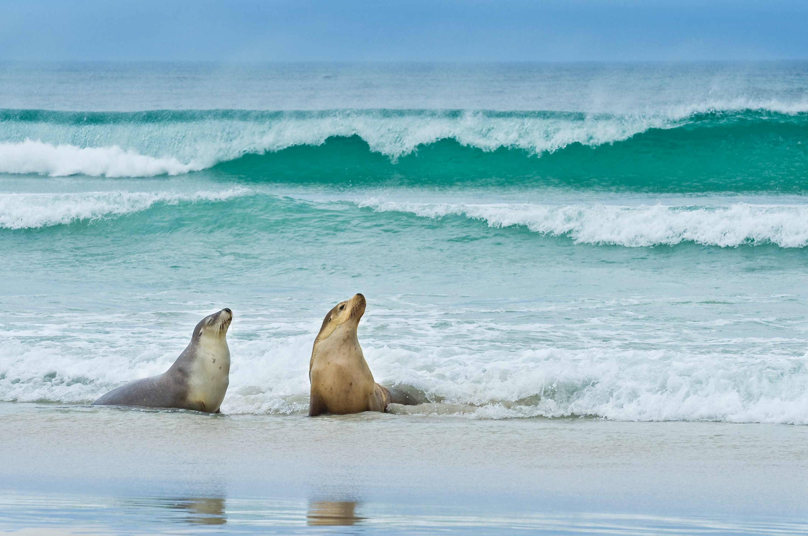 sea-lions-kangaroo-island-australia.jpg