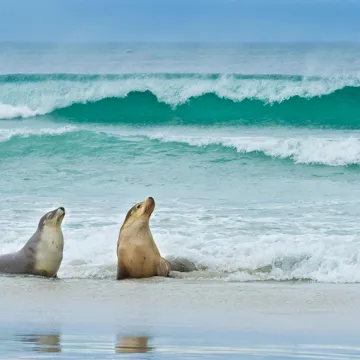 sea-lions-kangaroo-island-australia.jpg
