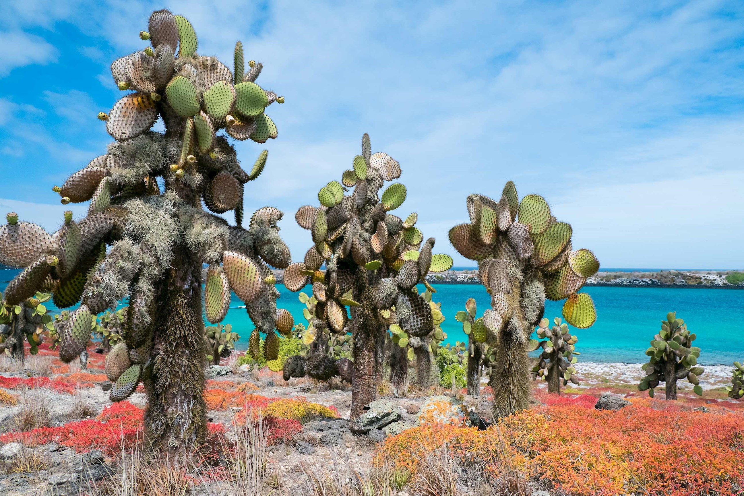 cactus-santa-fe-island-ecuador.jpg