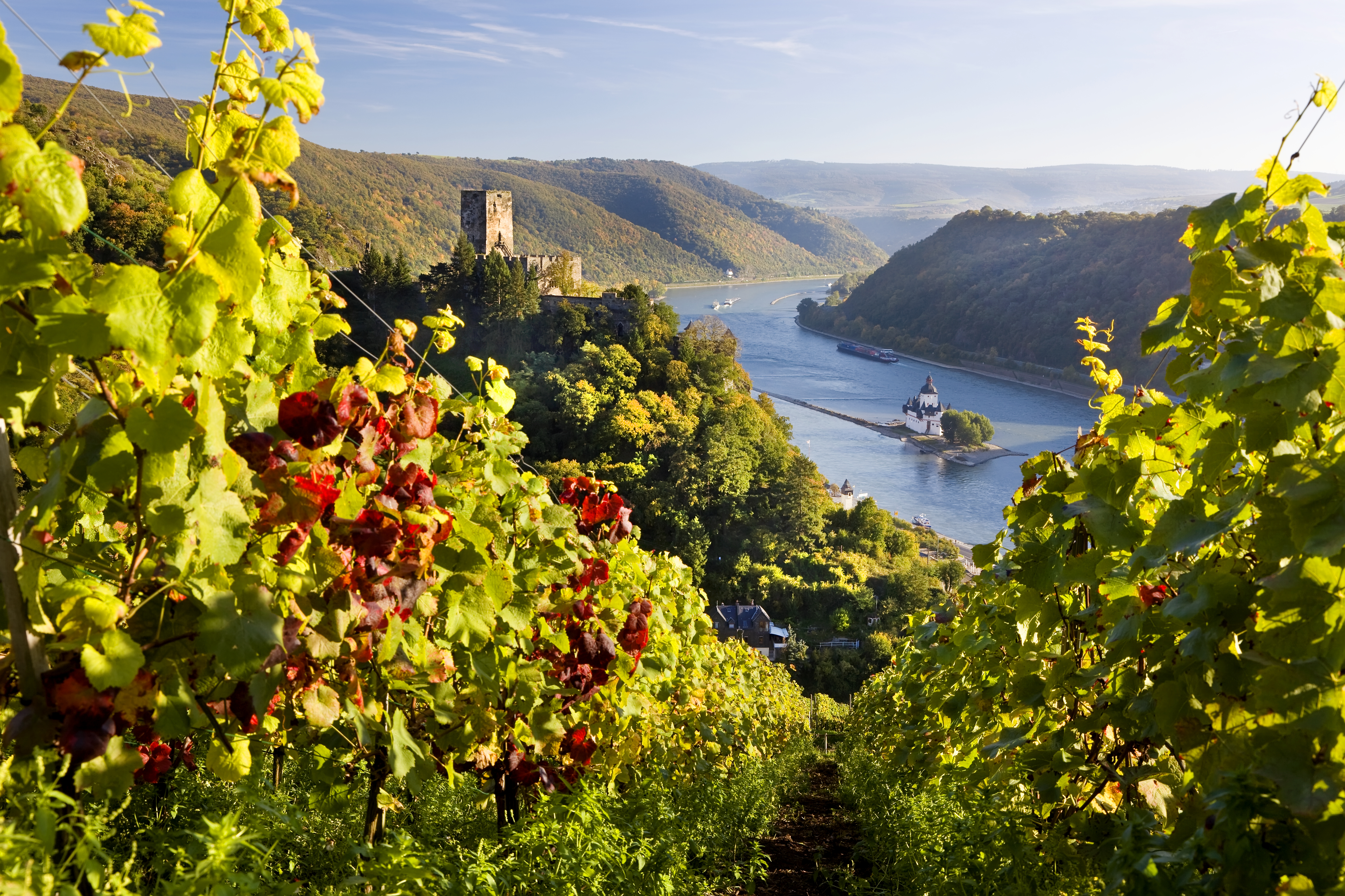 Rhine Gorge with a vineyard in the foreground, Germany