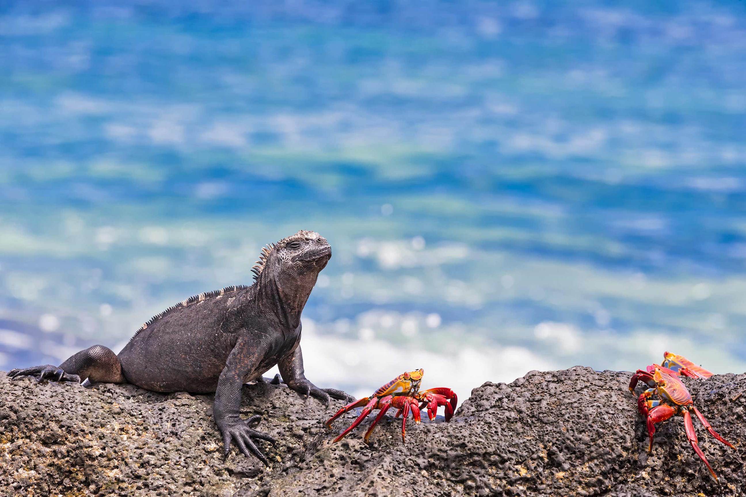 iguana-santa-cruz-island-ecuador.jpg