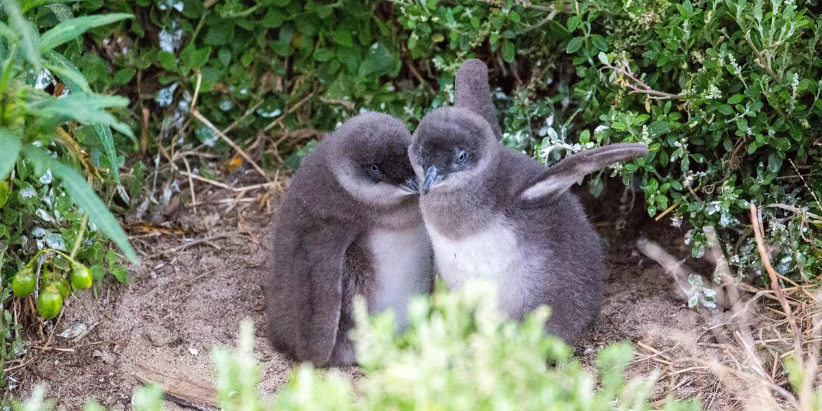 Penguins on Phillip Island