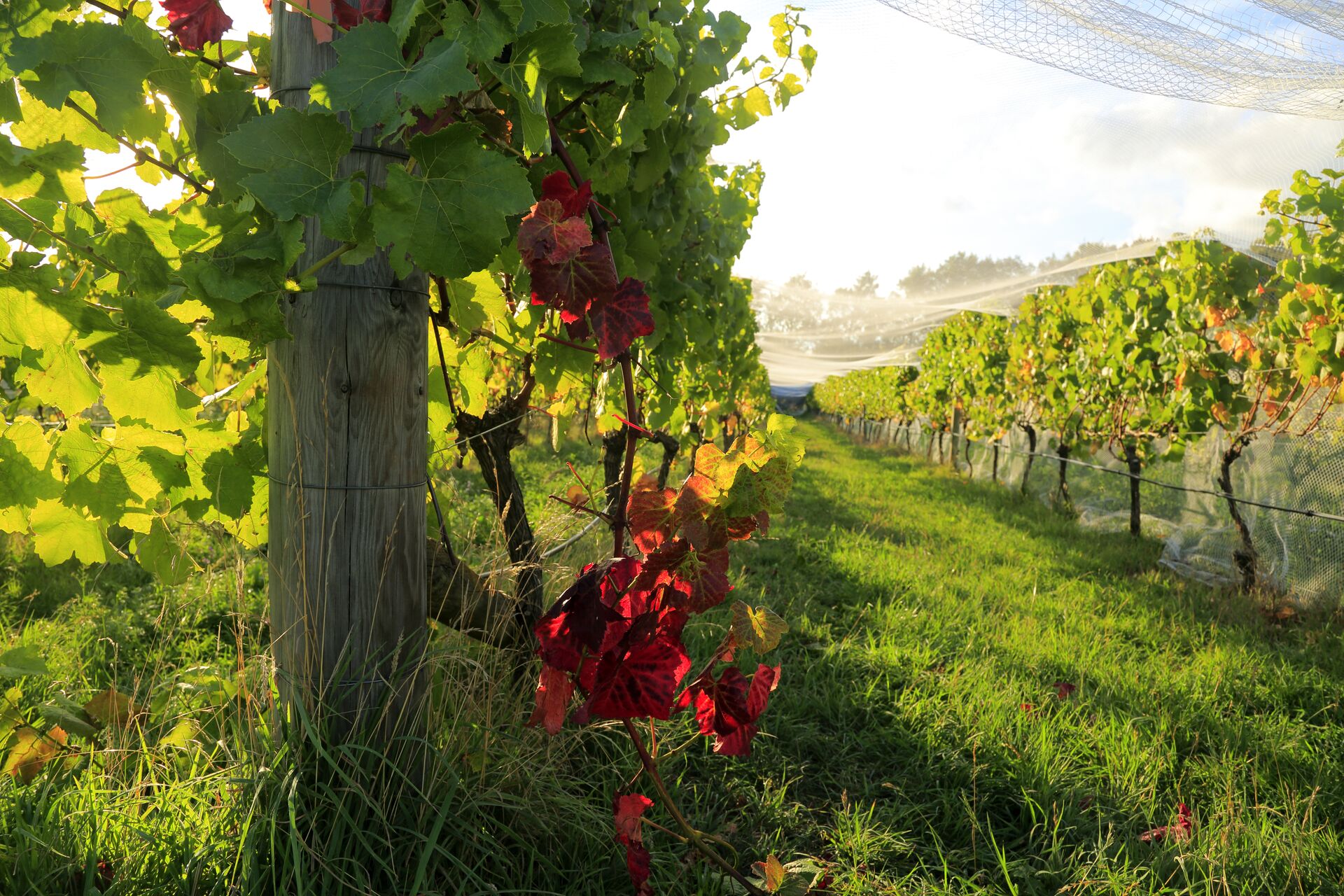 Grapevines under bird netting in a vineyard