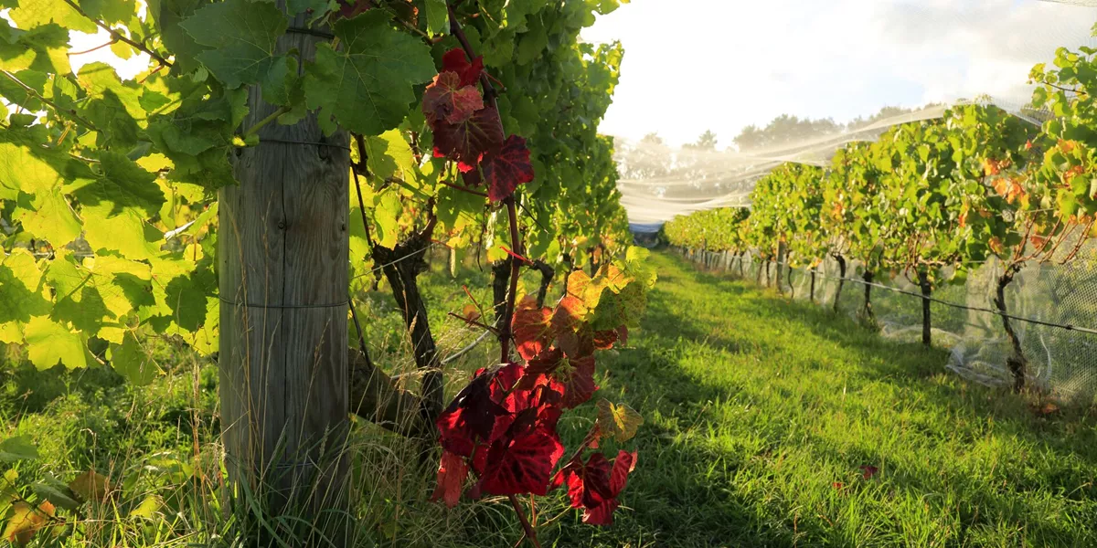 Grapevines under bird netting in a vineyard
