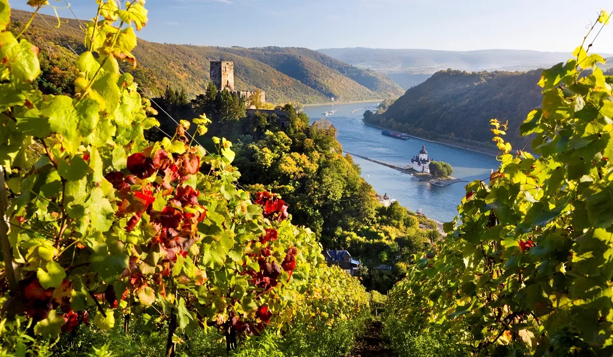 Rhine Gorge with a vineyard in the foreground, Germany