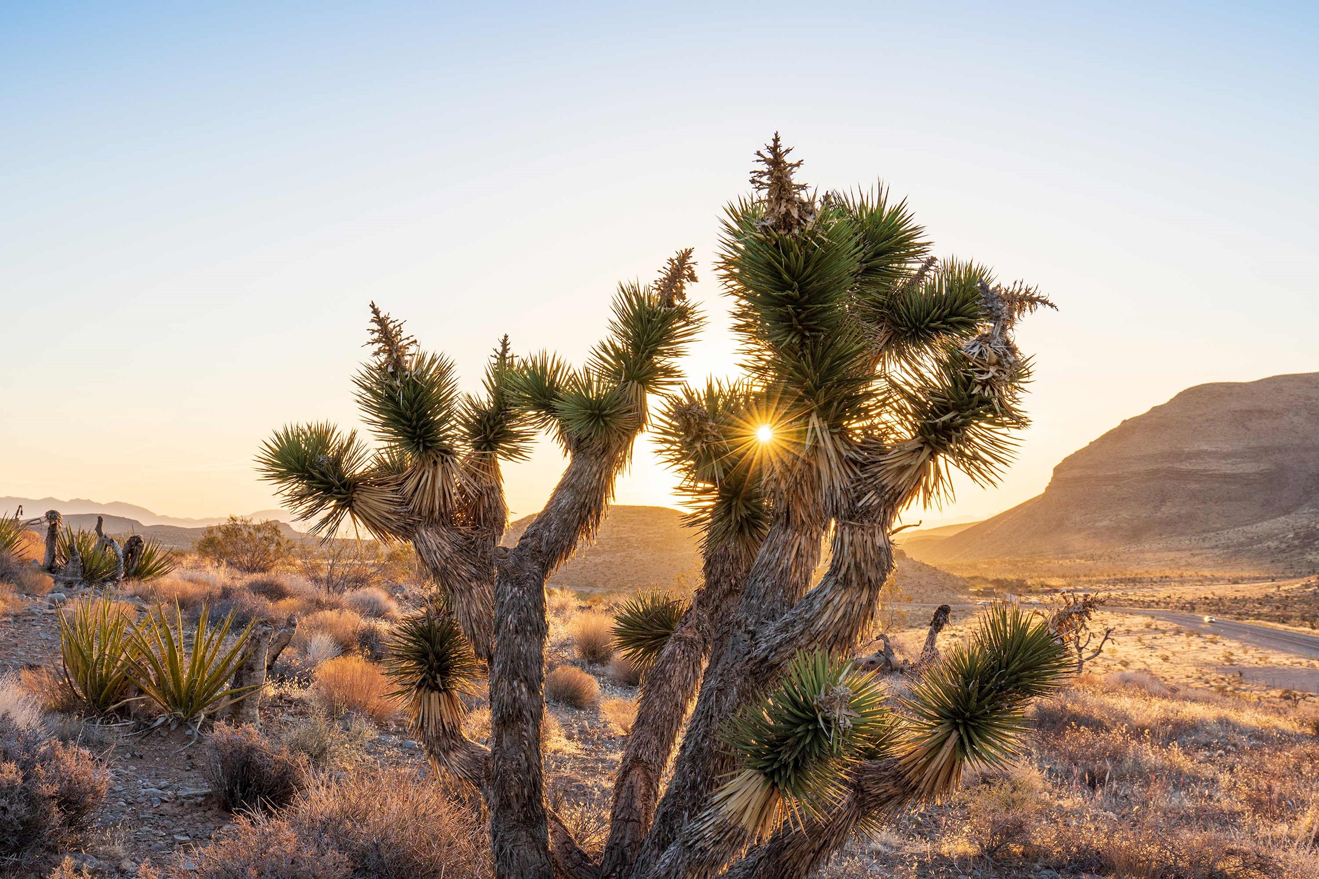 joshua-tree-las-vegas-usa.jpg