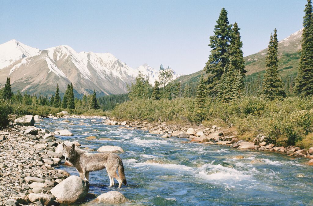 Medium USA, Alaska, Denali National Park, Gray Wolf Standing In Creek 200114186 001