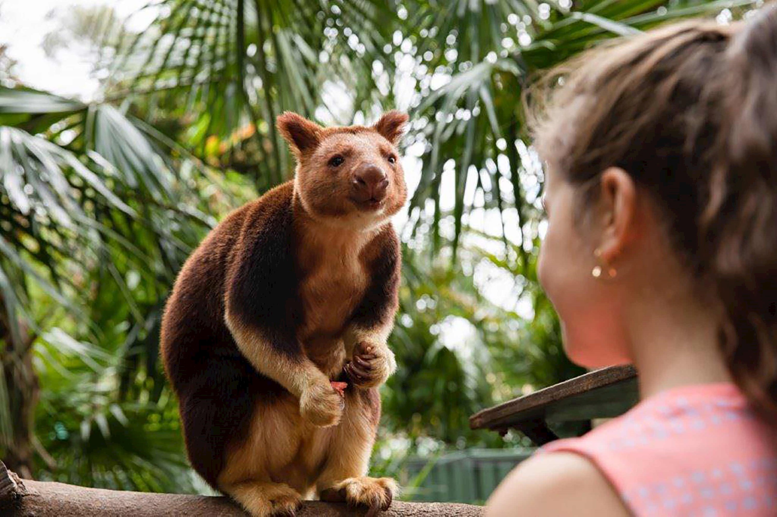 Visit Adelaide Zoo in Adelaide, Australia