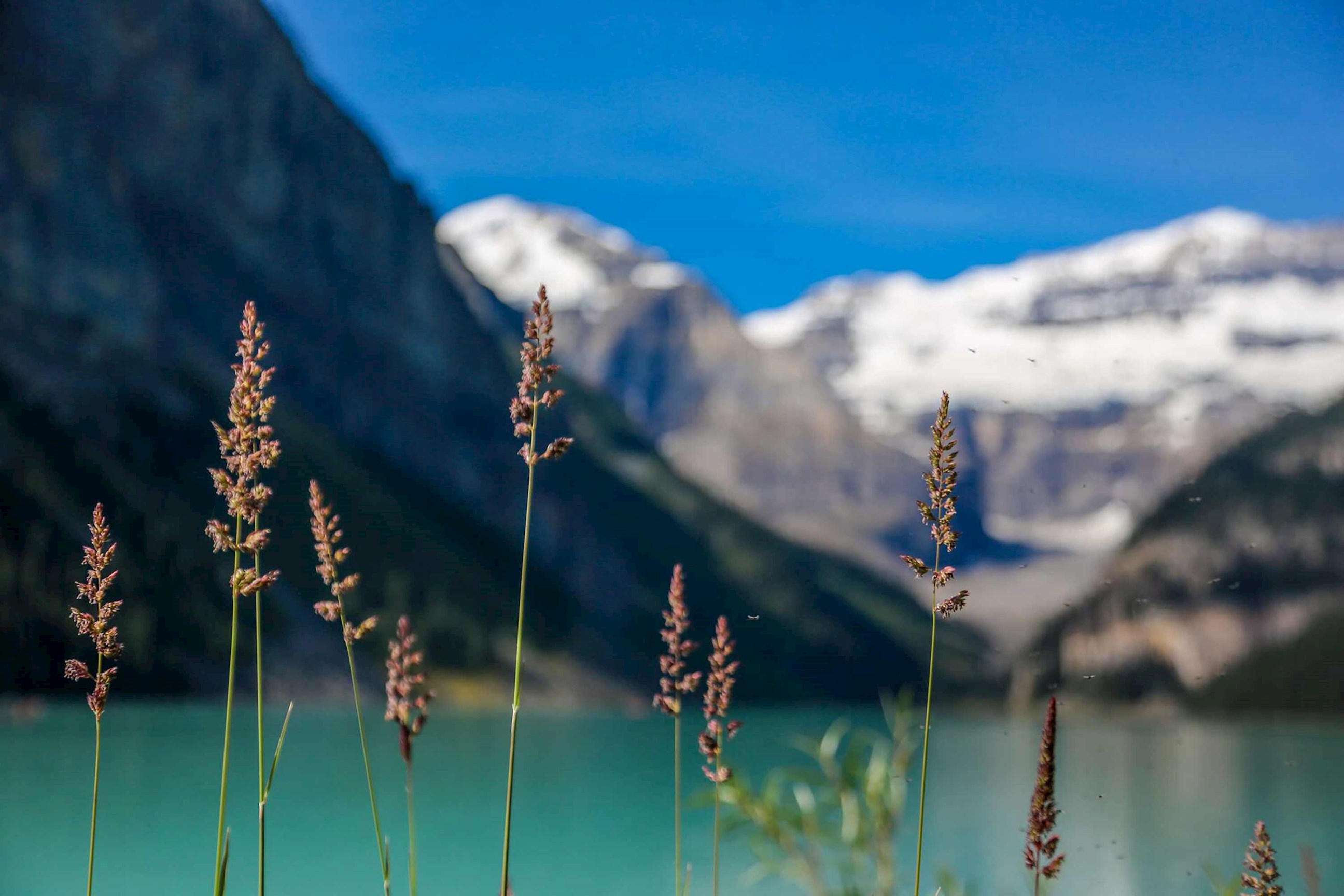 lake-louise-banff-canada.jpg
