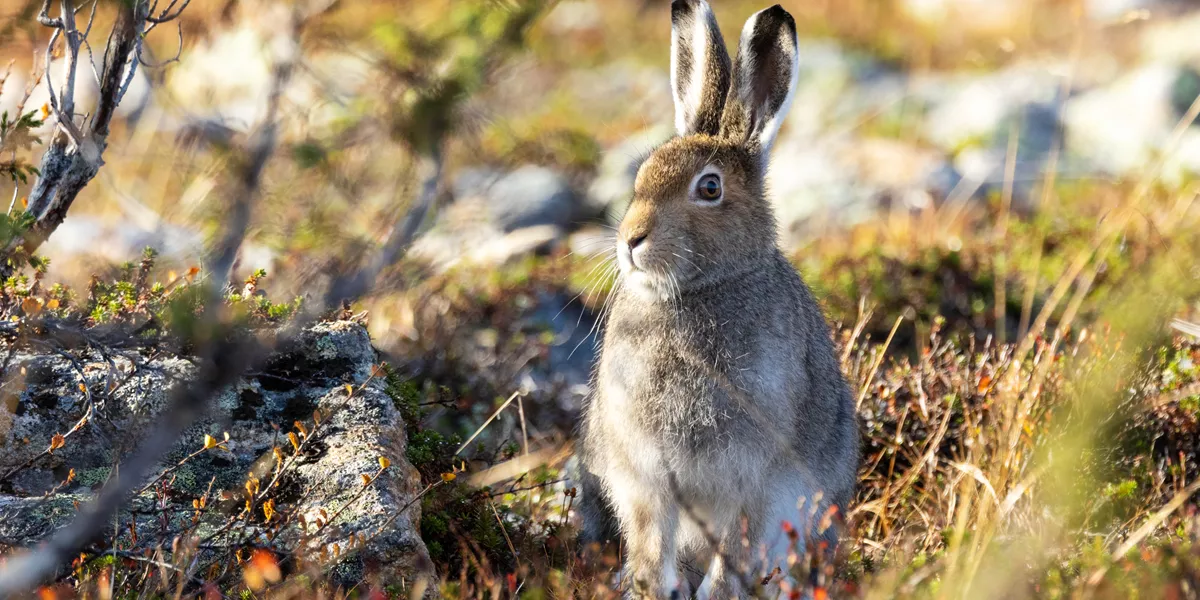 Mountain Hare Standing Still On An Autumnal Hillside In Urho Kekkonen National Park, Finland