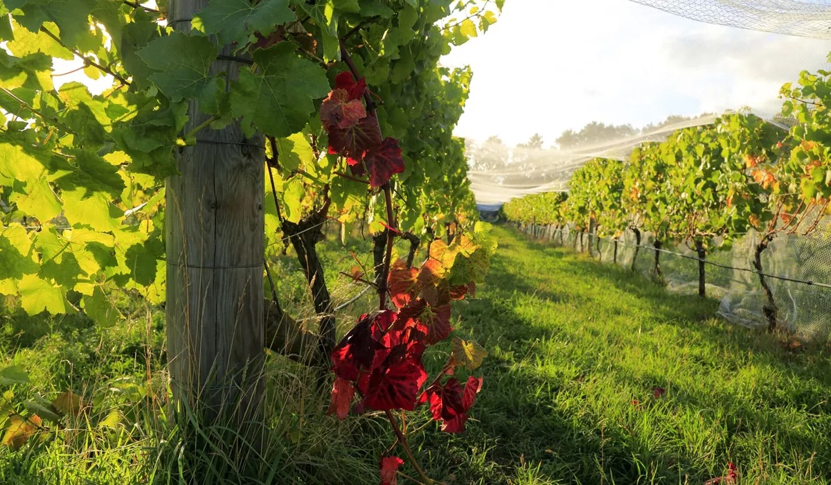 Grapevines under bird netting in a vineyard
