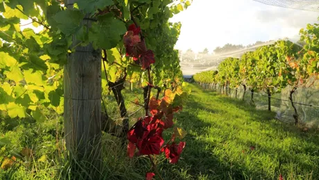 Grapevines under bird netting in a vineyard