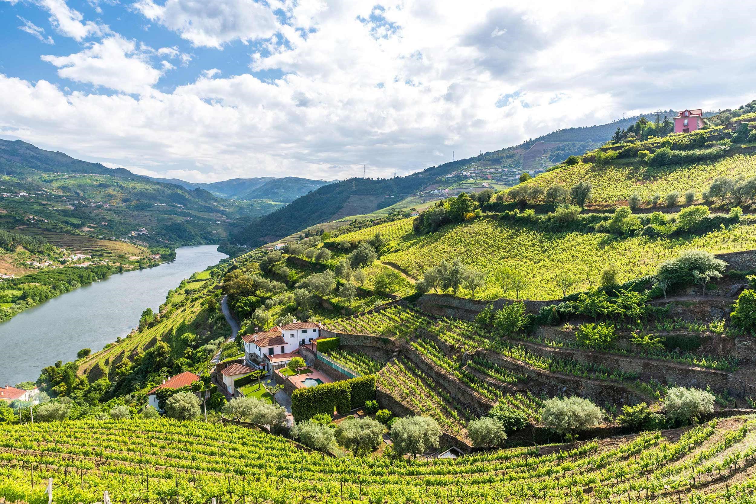 Vineyards in the Douro Valley, Portugal
