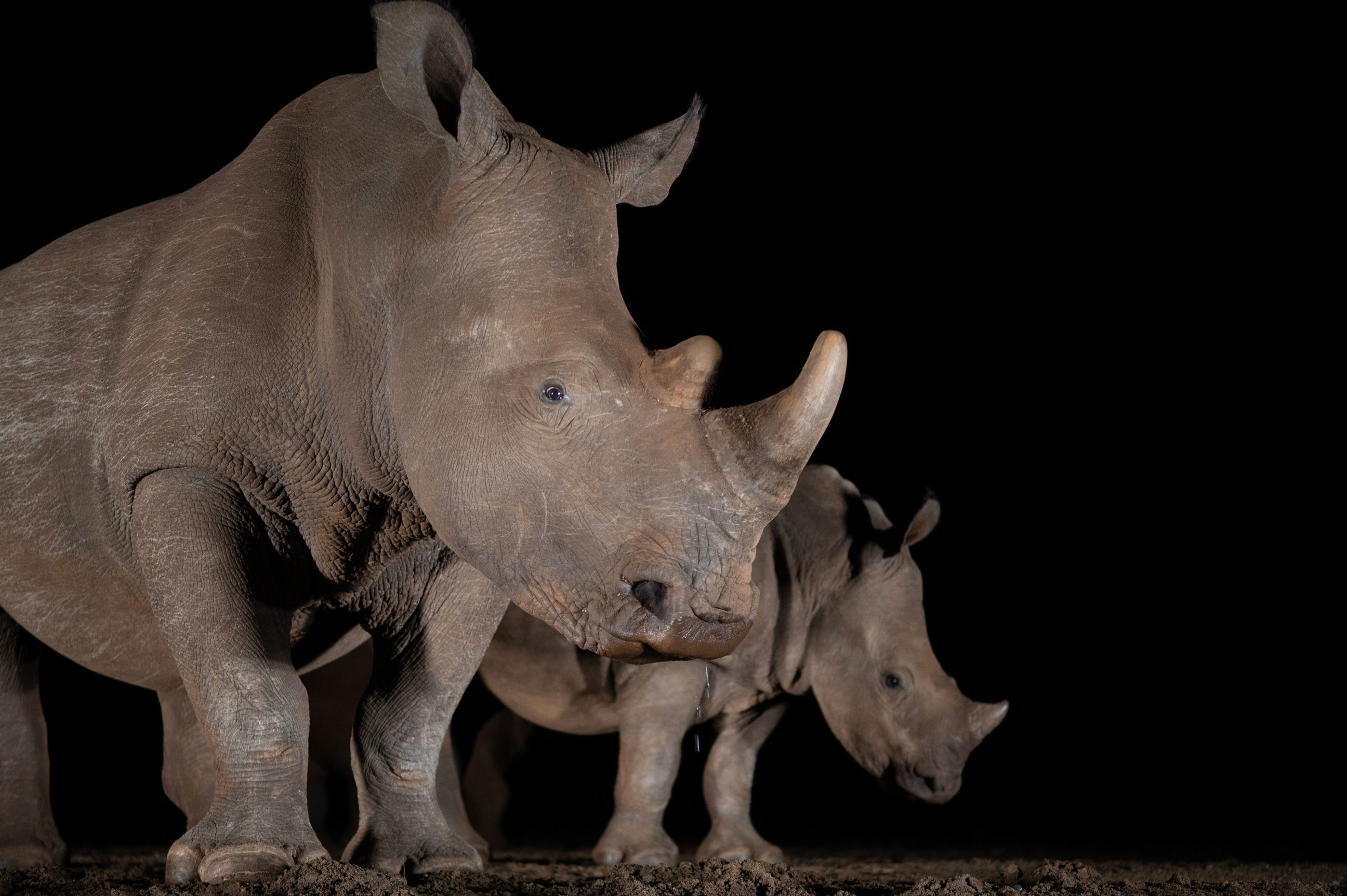 rhino-kruger-national-park-night-safari-south-africa.jpg