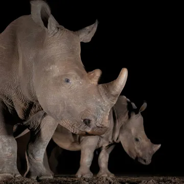 rhino-kruger-national-park-night-safari-south-africa.jpg