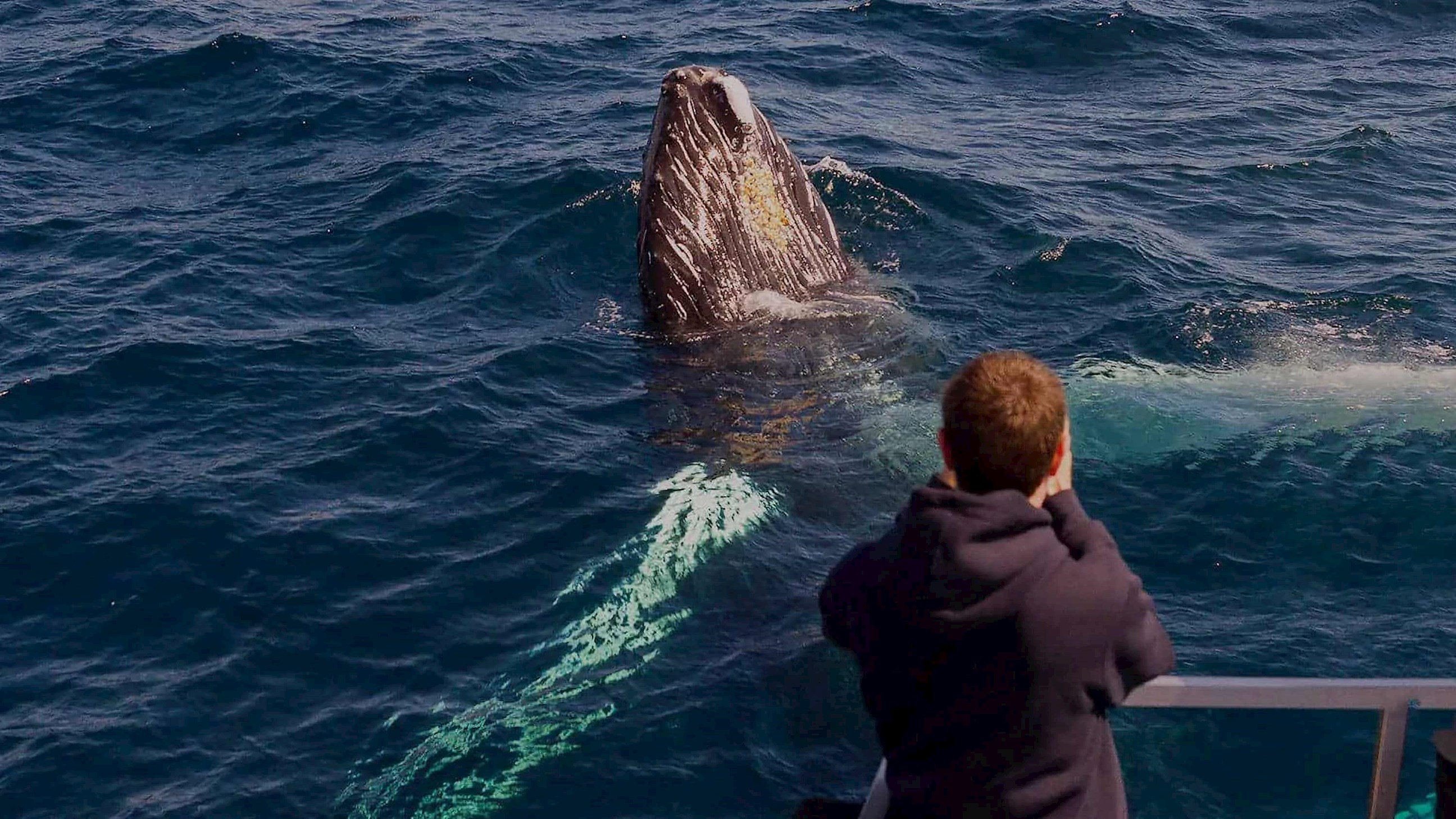 Witless Bay Ecological Reserve Boat Tour in Newfoundland, Canada