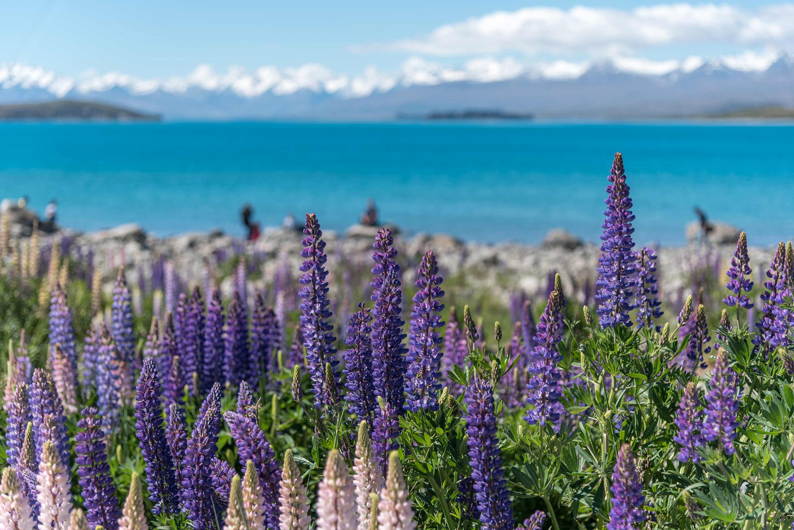 lupin-field-lake-tekapo-new-zealand.jpg