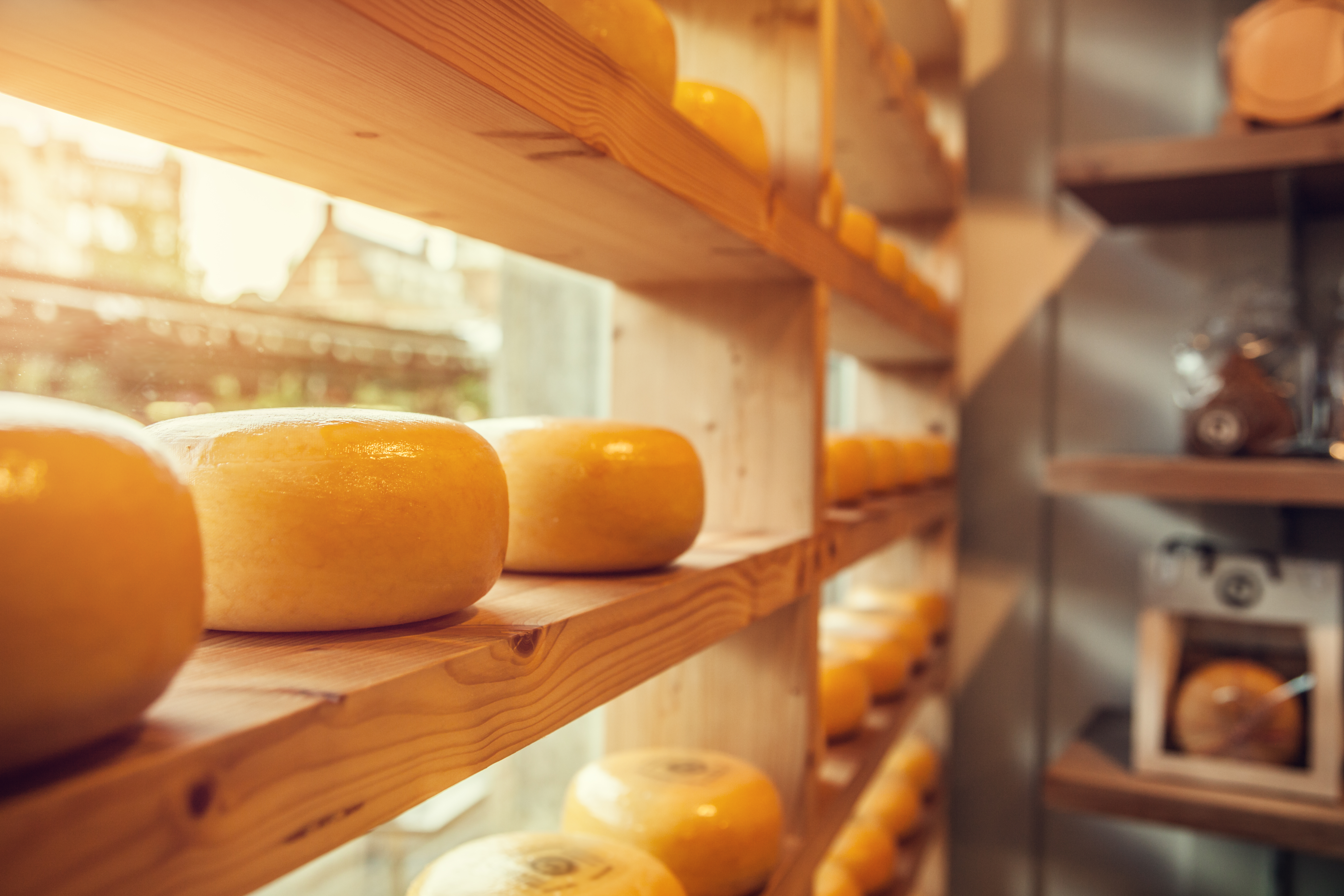 Cheese heads on wooden shelves at a window display