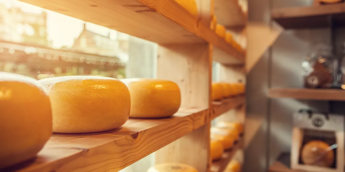 Cheese heads on wooden shelves at a window display