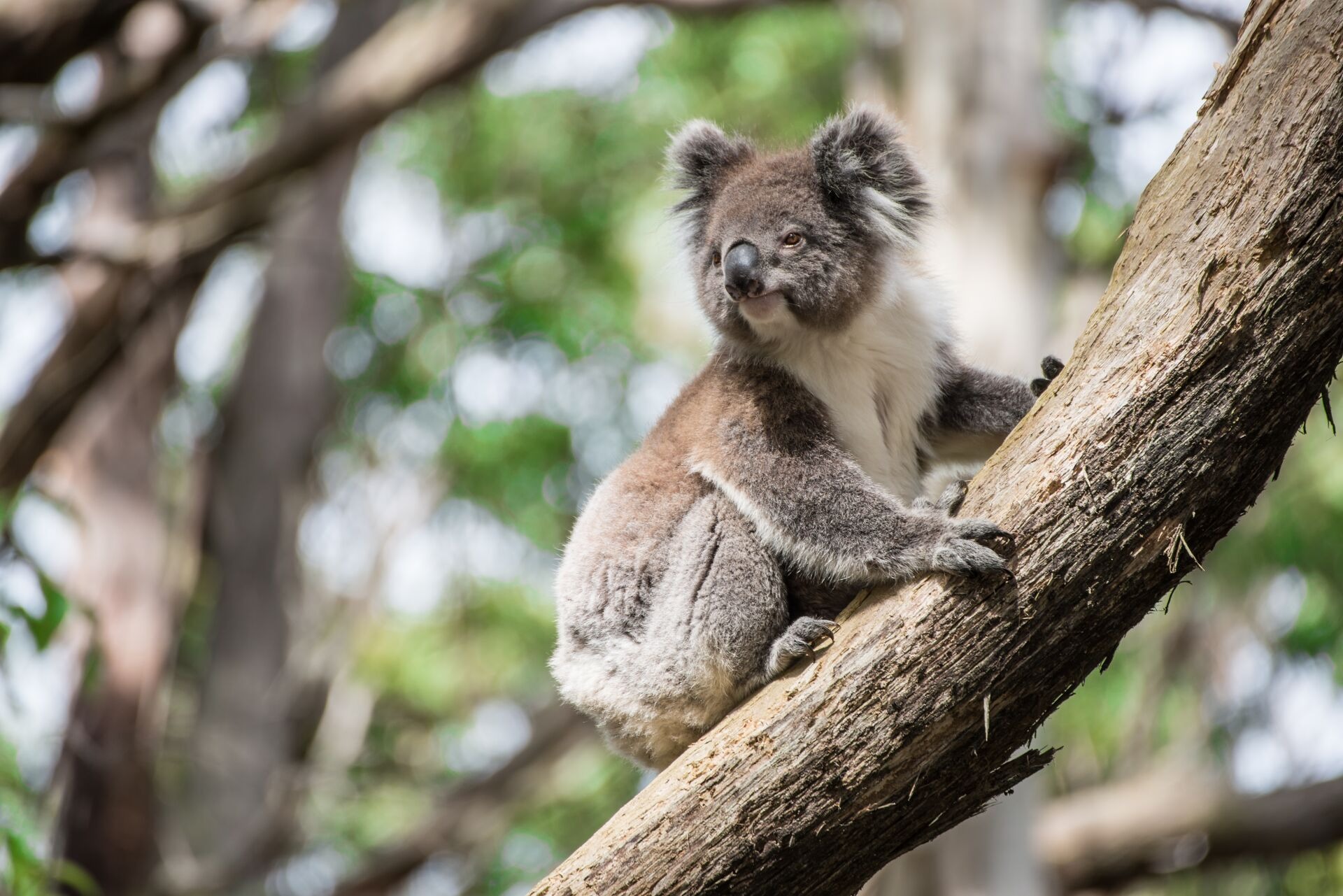 Koala climbing the tree in Australia