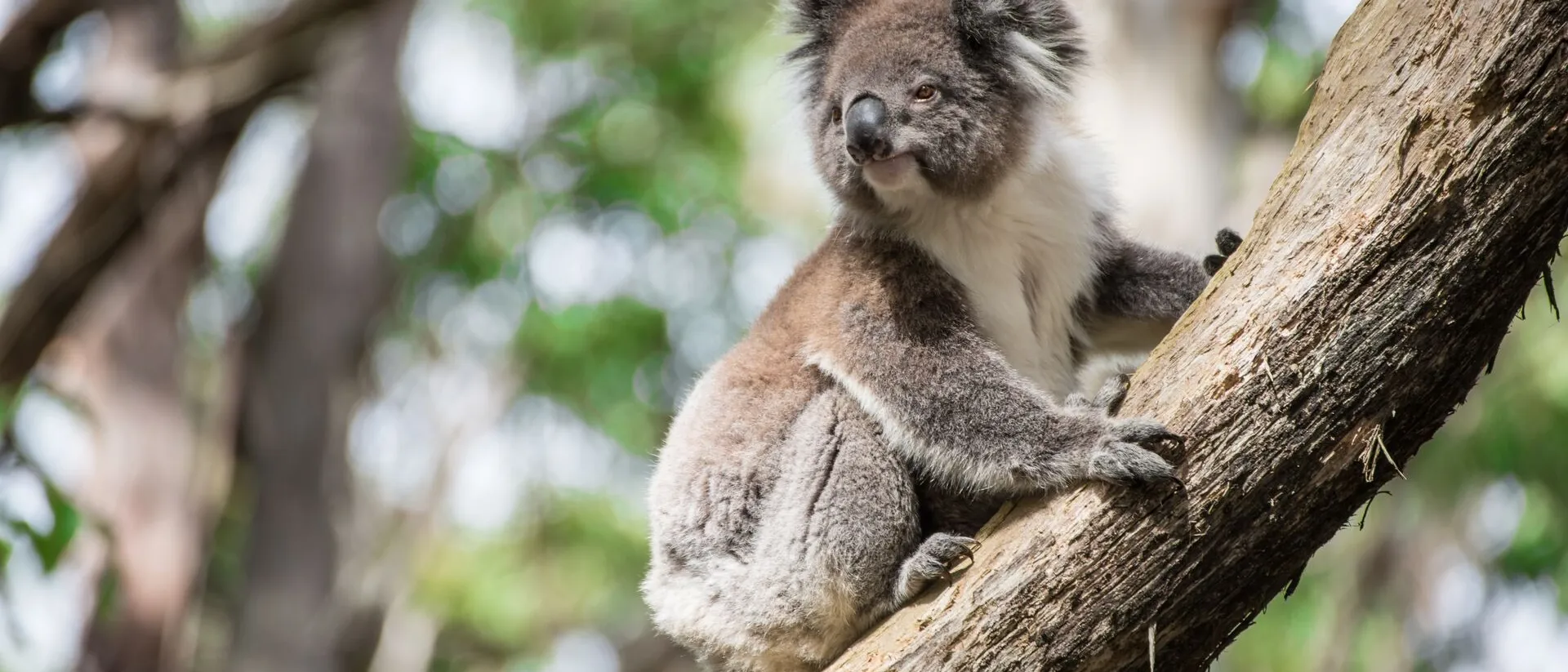 Koala climbing the tree in Australia