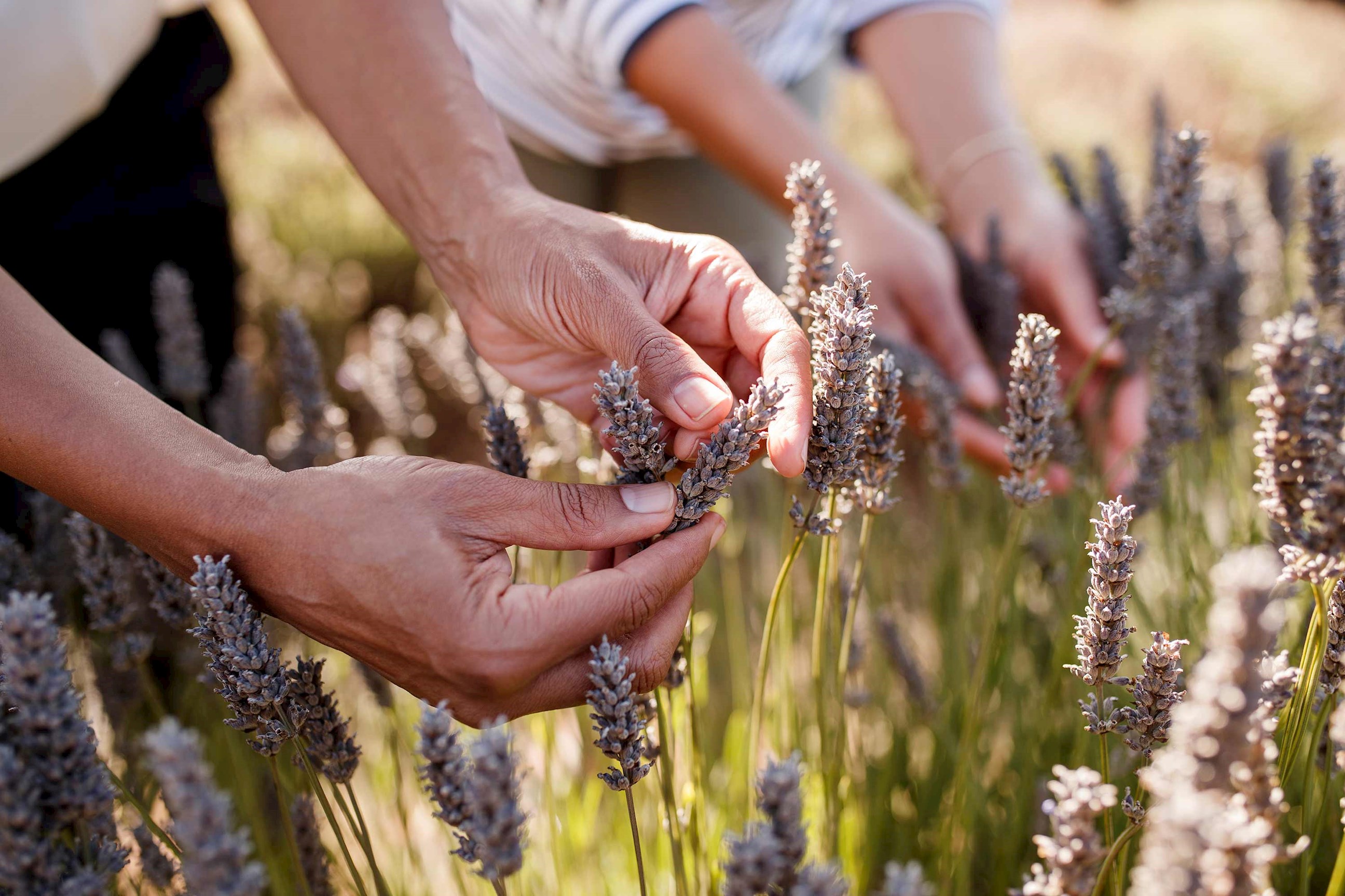 people-bridestowe-lavender-estate-australia.jpg