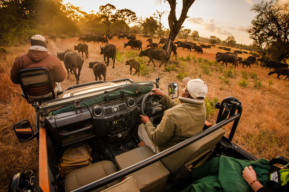 Herd of antelopes on African Safari