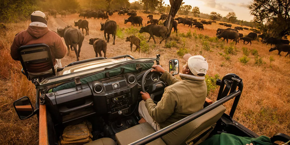 Herd of antelopes on African Safari