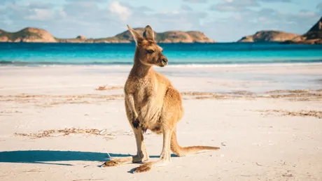 Kangaroo on a beach in Australia