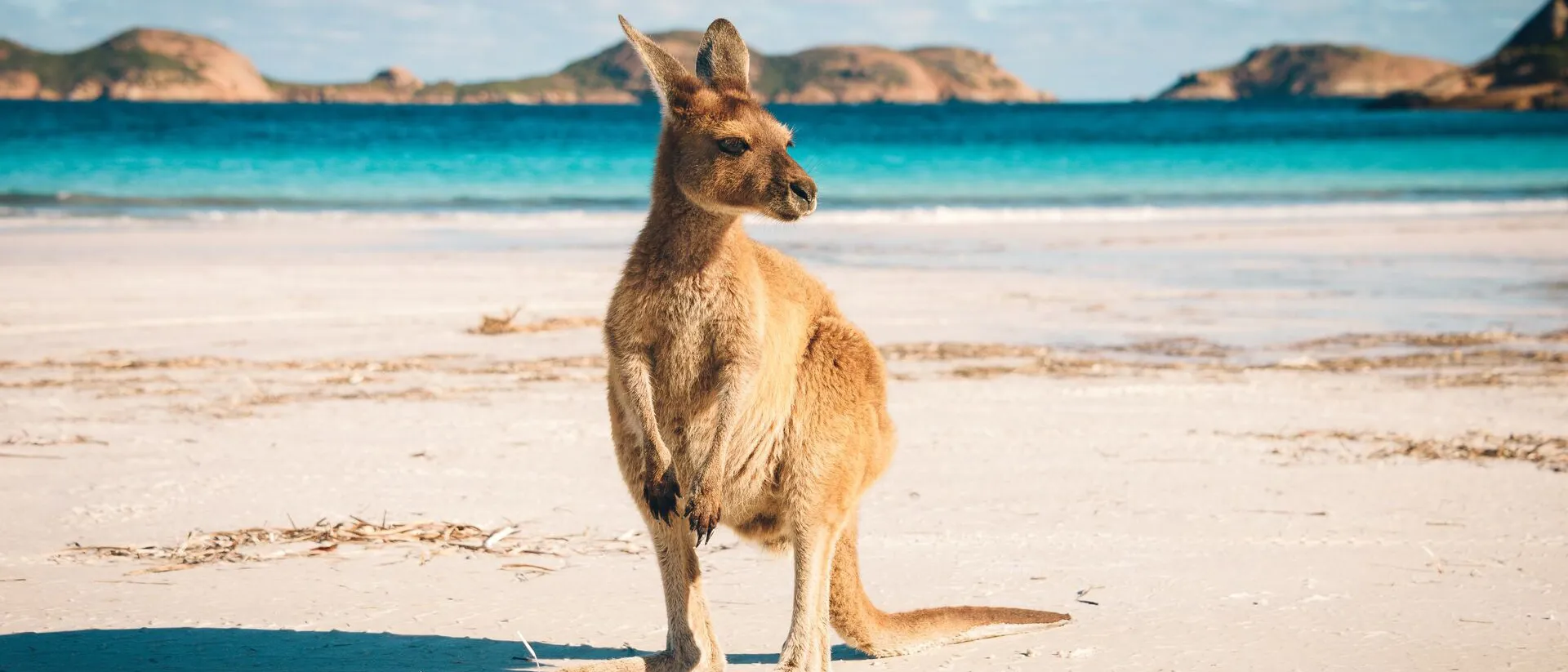 Kangaroo on a beach in Australia