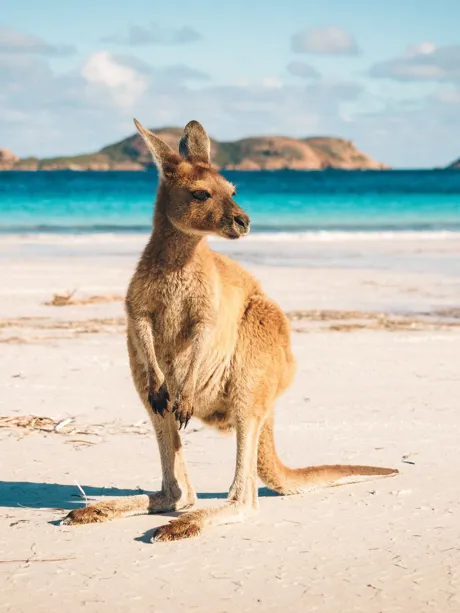 Kangaroo on a beach in Australia