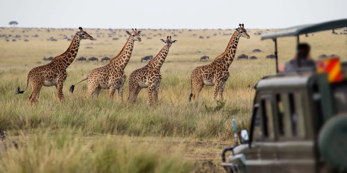 Essence of South Africa Guided Tour
