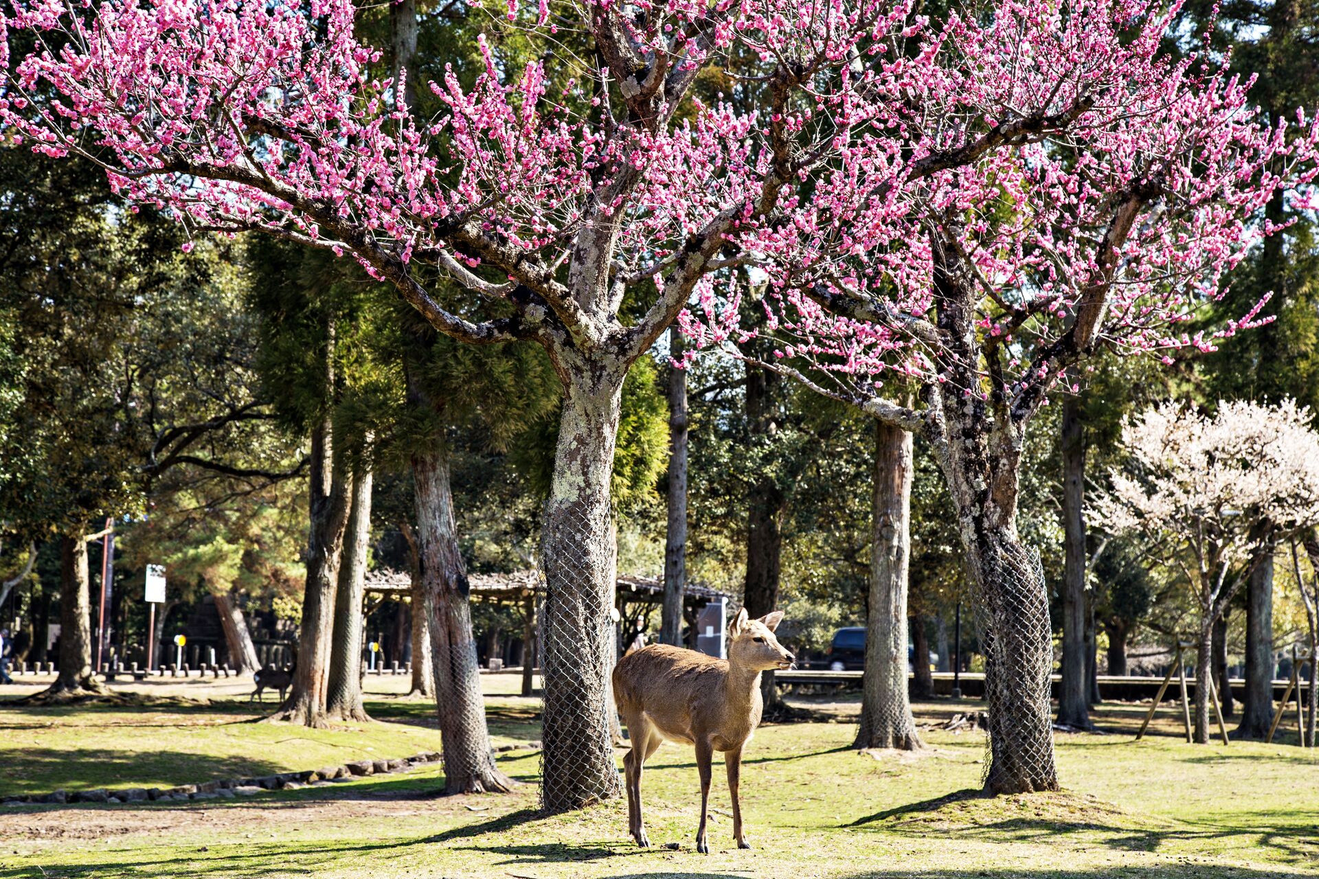 Deer Under The Cherry Blossoms In Nara Park, Japan
