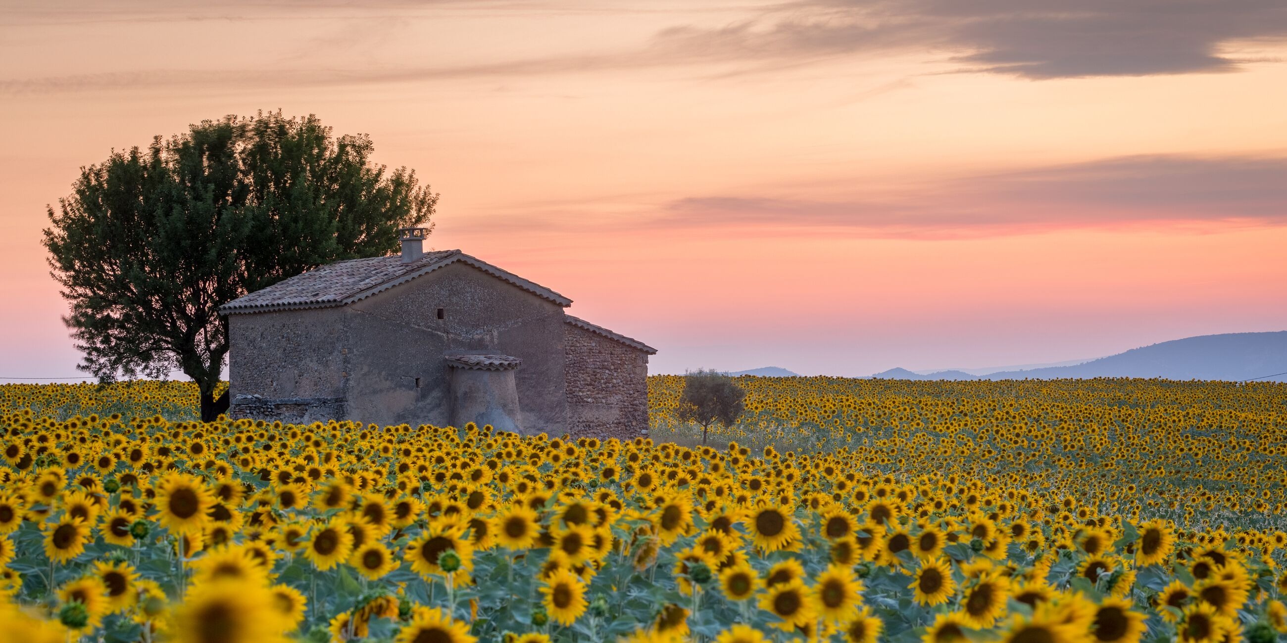 Provence Sunflowers Field