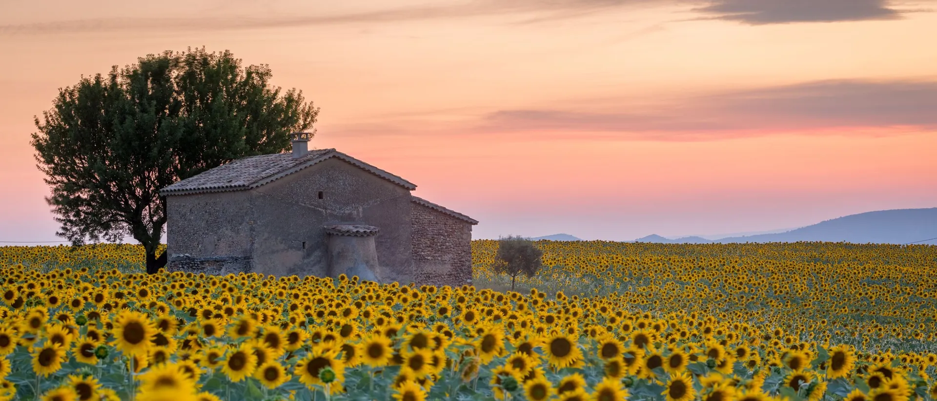 Provence Sunflowers Field