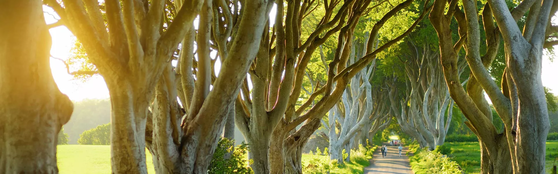 Alloy in nature with trees on the sides in County Antrim, Northern Ireland