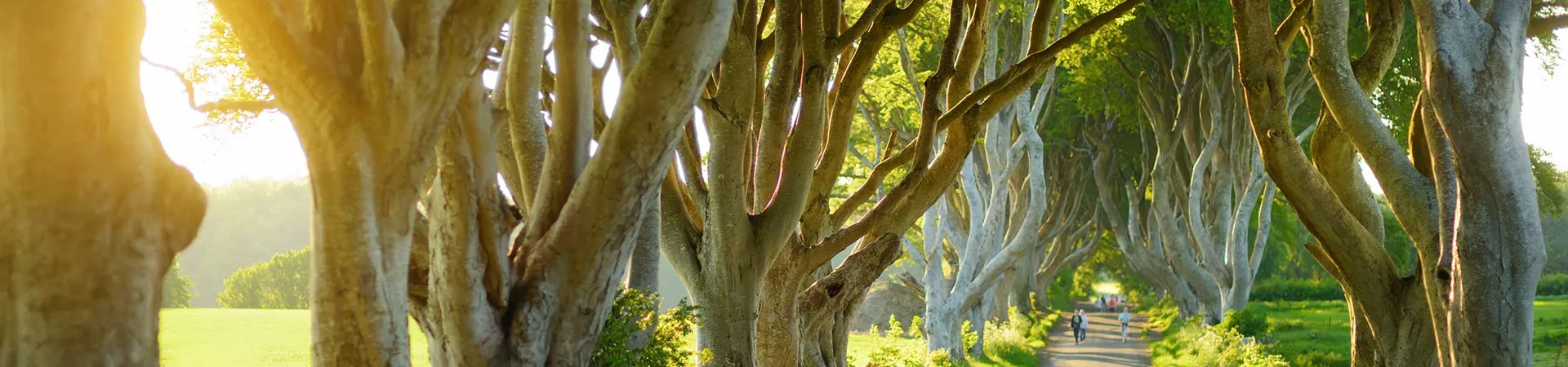 Alloy in nature with trees on the sides in County Antrim, Northern Ireland