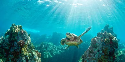 Hawaiian Discovery Guided Tour