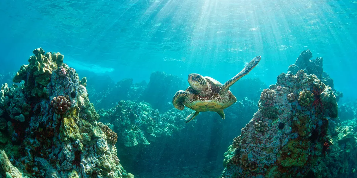 Hawaiian Discovery Guided Tour
