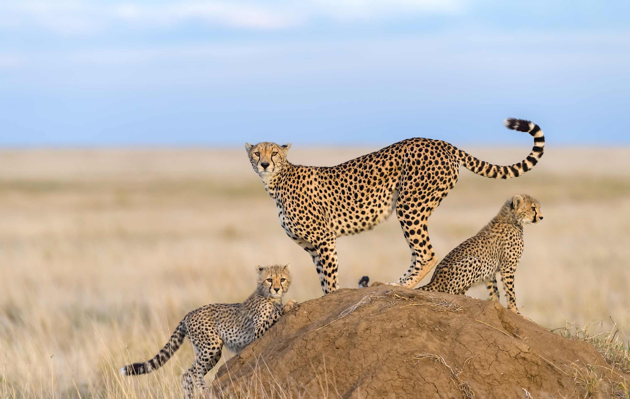 cheetah-maasai-mara-kenya.jpg