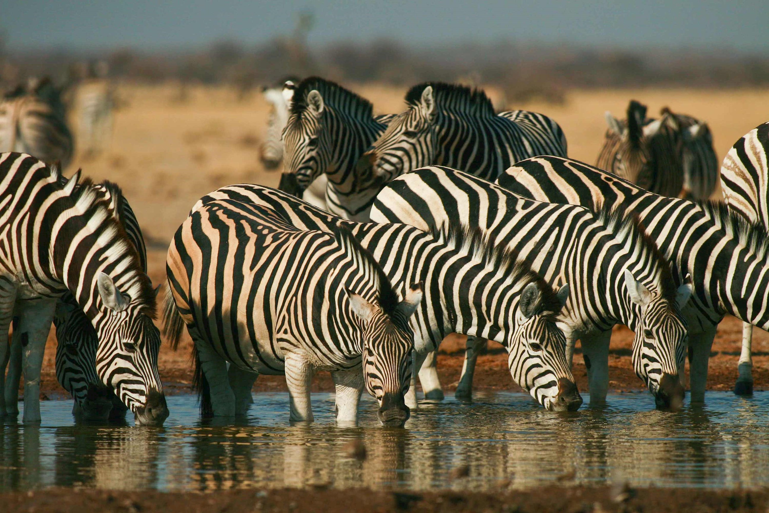 zebra-lake-manyara-tanzania.jpg