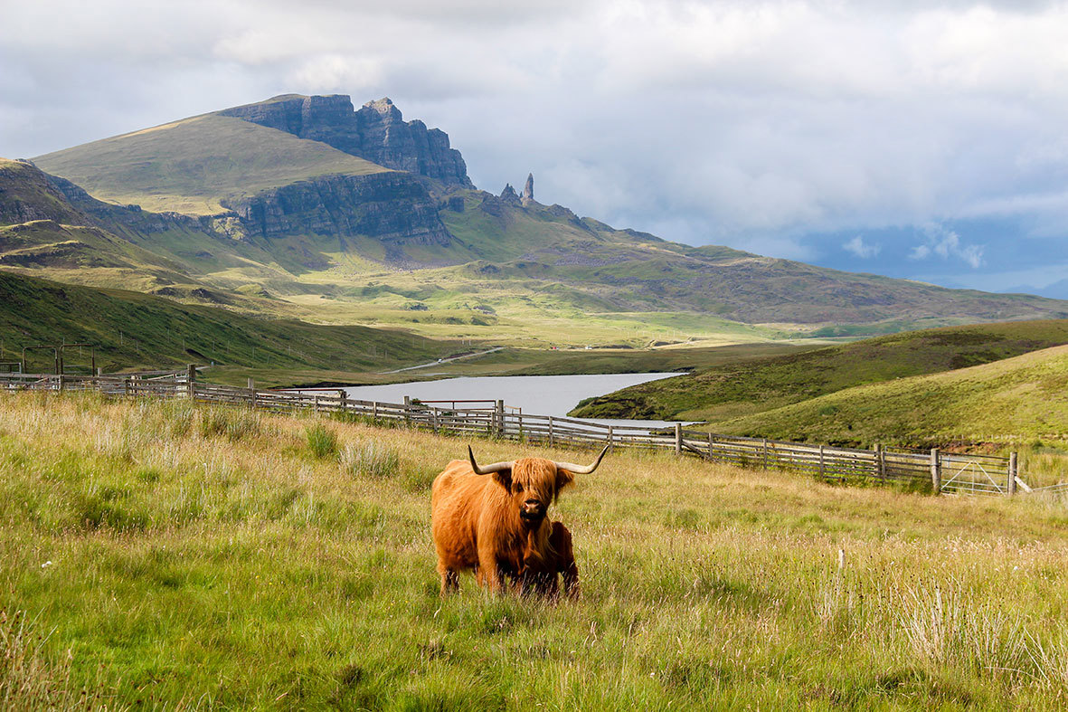 highland-cows-old-man-of-storr-isle-of-skye-scotland.jpg